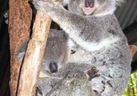 koalas