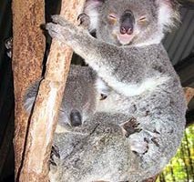 koalas koalas
